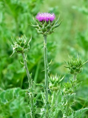 wild plants, wild thorn photos