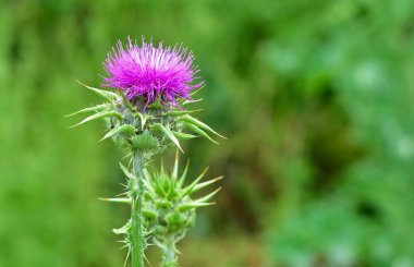 wild plants, wild thorn photos