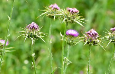 wild plants, wild thorn photos