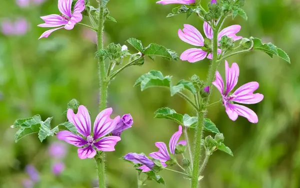 Huzurlu çiçekler ve doğal çevre