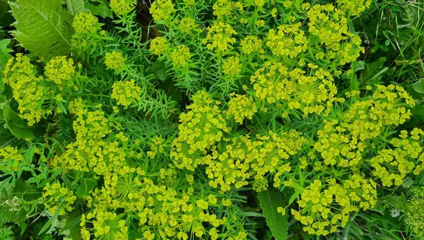 Vahşi bitki resimleri, tıbbi çiçekler. Sperm çiçekleri fotoğrafları.