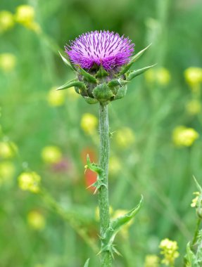 wild plants, wild thorn photos