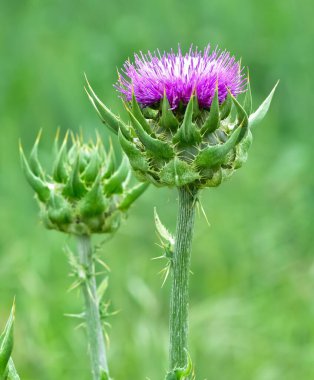 wild plants, wild thorn photos