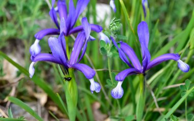 Vahşi bitkilerin ve çiçeklerin görüntüleri. mavi süsen resimleri.