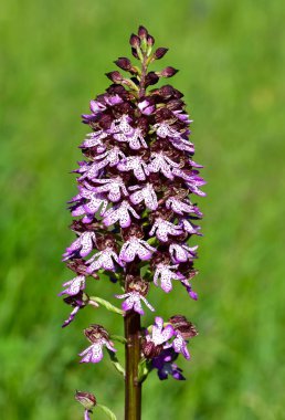 Kırsal bölgelerde yetişen çiçekler. vahşi orkide fotoğrafları.