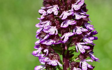 Kırsal bölgelerde yetişen çiçekler. vahşi orkide fotoğrafları.