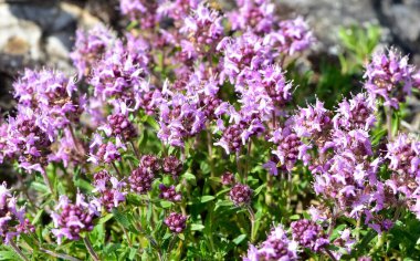 Şifalı bitkiler ve çiçekler. Kekik fotoğrafları.