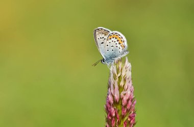 Vahşi yaşam fotoğrafları. Doğal alanlarda kelebek fotoğrafları.