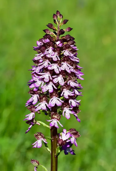 Kırsal bölgelerde yetişen çiçekler. vahşi orkide fotoğrafları.