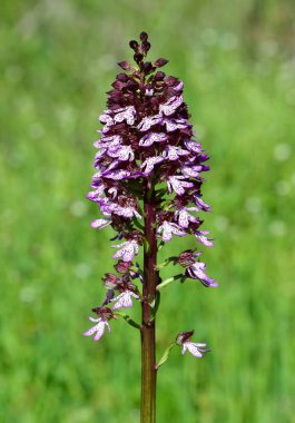 Kırsal bölgelerde yetişen çiçekler. vahşi orkide fotoğrafları.