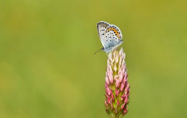 Vahşi yaşam fotoğrafları. Doğal alanlarda kelebek fotoğrafları.