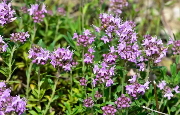 Şifalı bitkiler ve çiçekler. Kekik fotoğrafları.