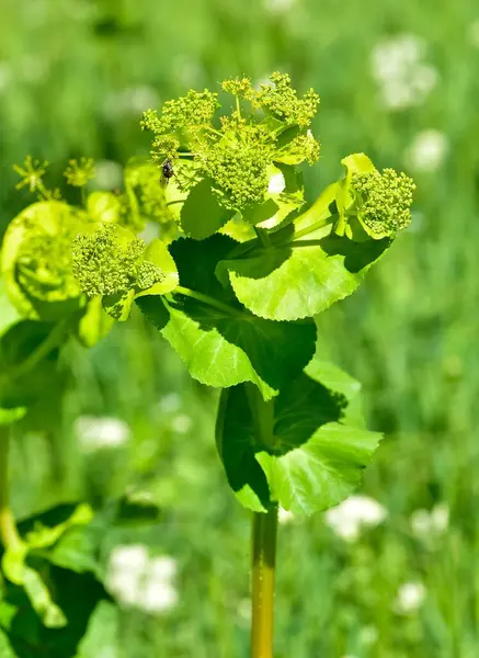 Vahşi bitkiler ve çiçekler. tıbbi çiçek fotoğrafları..