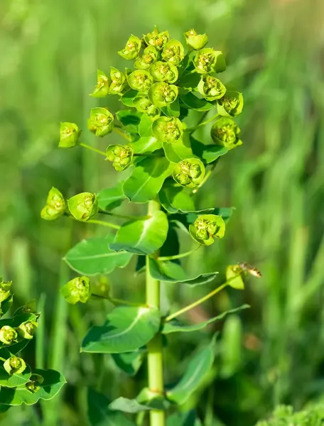 Vahşi bitki resimleri, tıbbi çiçekler. Sperm çiçekleri fotoğrafları.