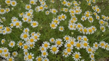 Parklar ve açık alanlar. Doğada çekilmiş doğal çiçek videoları. Beyaz papatyalar.
