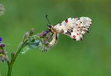 Vahşi yaşam ve böceklerin görüntüleri. Kelebek fotoğrafları.