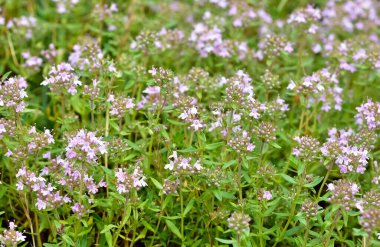 Şifalı bitkiler ve çiçekler. Kekik fotoğrafları.