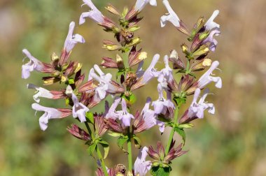 İlaç yapımında kullanılan tıbbi bitkilerin fotoğrafları. Çeşitli salvaların fotoğrafları.