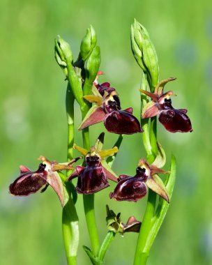 Yaban çiçeklerinin fotoğrafları, çeşitli arı orkideleri..