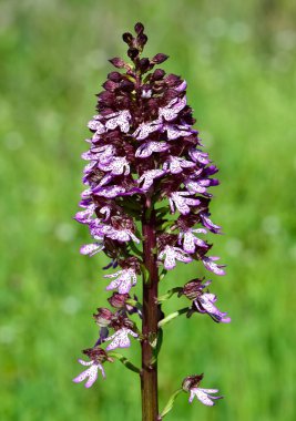 Kırsal bölgelerde yetişen çiçekler. vahşi orkide fotoğrafları.