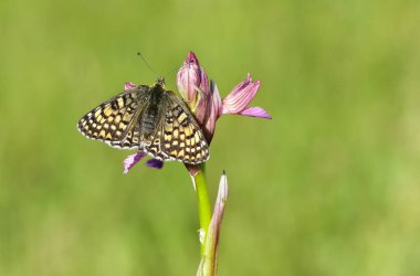 Vahşi yaşam fotoğrafları. Doğal alanlarda kelebek fotoğrafları.