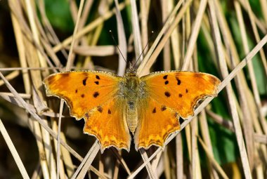 Kelebek ve böcek fotoğrafları..