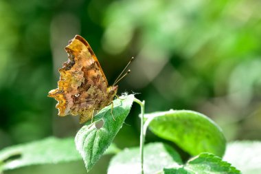 Kelebek ve böcek fotoğrafları..