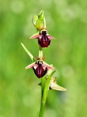Yaban çiçeklerinin fotoğrafları, çeşitli arı orkideleri..