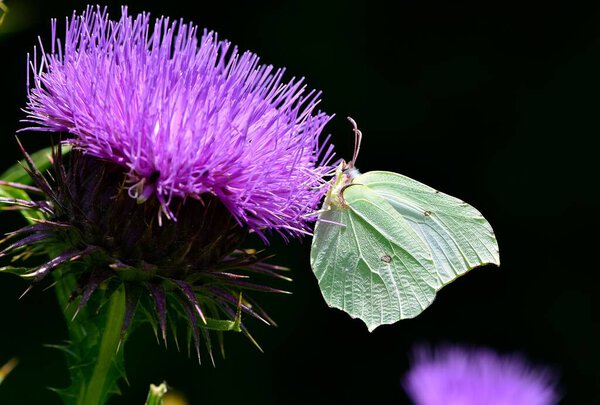 wildlife images. photos of various butterflies.