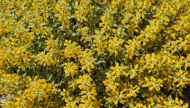 Vahşi bitkilerin ve tıbbi bitkilerin fotoğrafları.