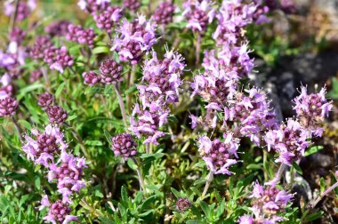 Şifalı bitkiler ve çiçekler. Kekik fotoğrafları.