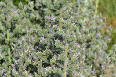 Vahşi bitkilerin ve çiçeklerin fotoğrafları. Dikenli çiçek resimleri.