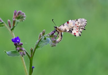 Vahşi yaşam ve böceklerin görüntüleri. Kelebek fotoğrafları.