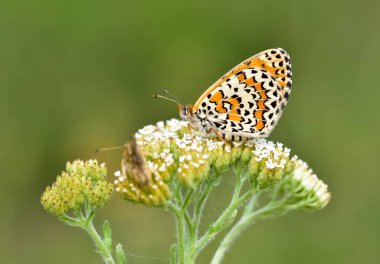 Vahşi yaşam fotoğrafları. Doğal alanlarda kelebek fotoğrafları.
