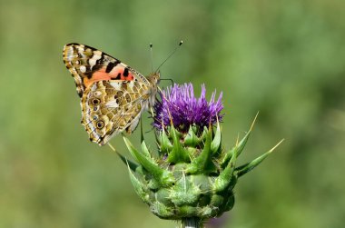 Vahşi yaşam fotoğrafları. Doğal alanlarda kelebek fotoğrafları.