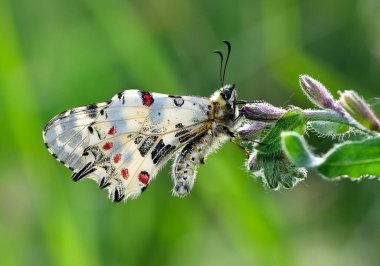Vahşi yaşam ve böceklerin görüntüleri. Kelebek fotoğrafları.