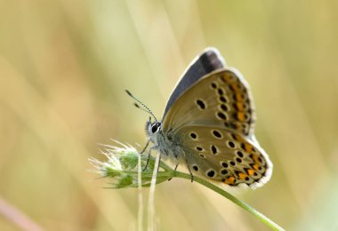 Vahşi yaşam görüntüleri. Çeşitli kelebeklerin fotoğrafları.