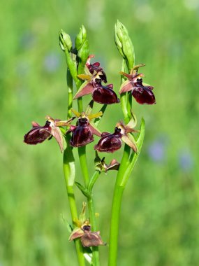 Yaban çiçeklerinin fotoğrafları, çeşitli arı orkideleri..