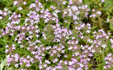 Şifalı bitkiler ve çiçekler. Kekik fotoğrafları.