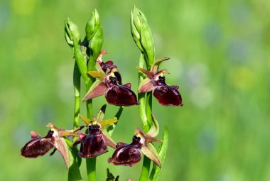 Yaban çiçeklerinin fotoğrafları, çeşitli arı orkideleri..