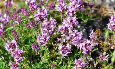 Şifalı bitkiler ve çiçekler. Kekik fotoğrafları.