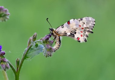 Vahşi yaşam ve böceklerin görüntüleri. Kelebek fotoğrafları.