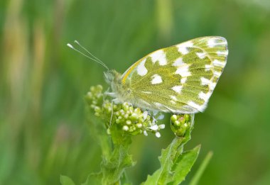 Vahşi yaşam fotoğrafları. Doğal alanlarda kelebek fotoğrafları.