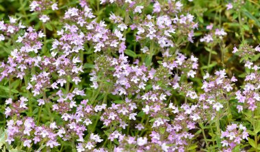 Şifalı bitkiler ve çiçekler. Kekik fotoğrafları.