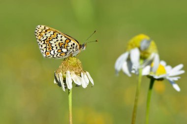 Vahşi yaşam fotoğrafları. Doğal alanlarda kelebek fotoğrafları.