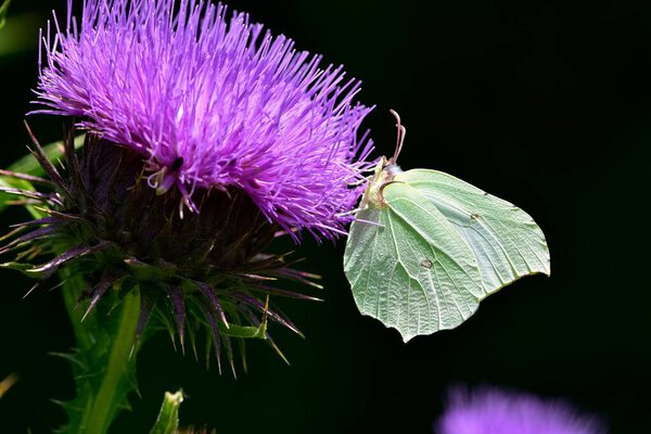 wildlife images. photos of various butterflies.
