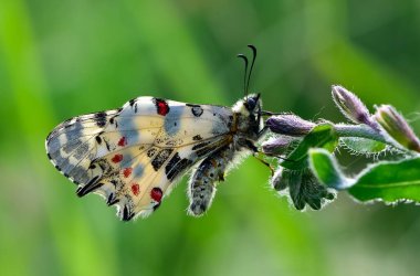 Vahşi yaşam ve böceklerin görüntüleri. Kelebek fotoğrafları.