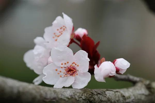 Cherry Blossom Flowers Spring — Stock Photo, Image