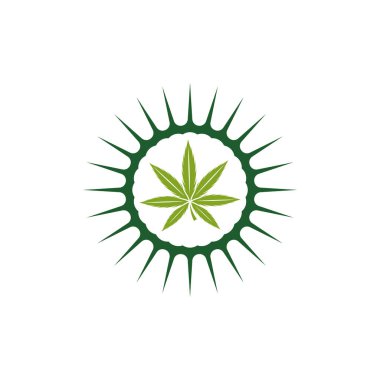 Kenevir yaprağı logosu tasarım şablonu vektörü. CBD yağ marihuana etiketi için logotype