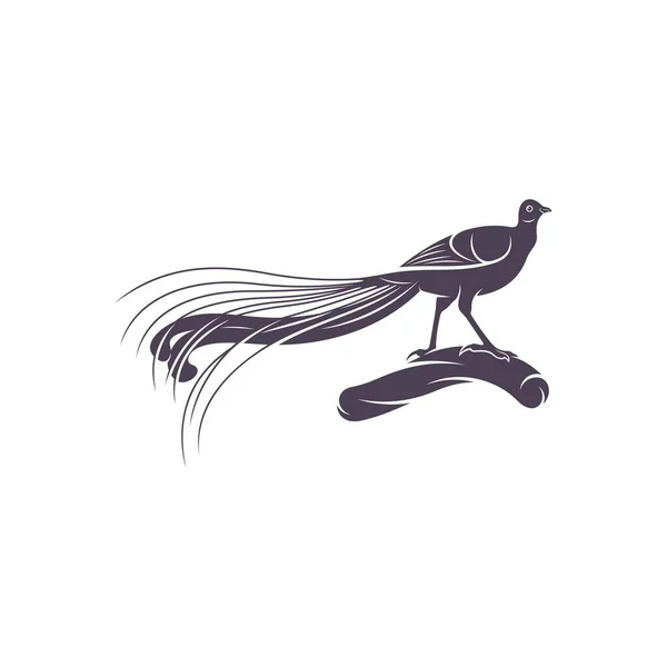 Návrh Vektorových Ilustrací Lyrebirdu Lyrebird Silhouette Šablona Návrhu Lyrebirdu — Stockový vektor